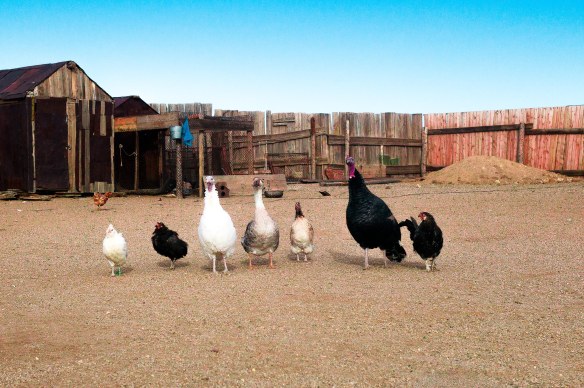 From left to right: Hall, Oats, Mrs. Burger, Goose, Ralph, Turkey Burger, and Rooster.